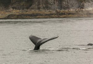 800px-Avistamiento_de_ballenas_jorabadas_(Megaptera_novaeangliae),_Juneau,_Alaska,_Estados_Unidos,_2017-08-17,_DD_17