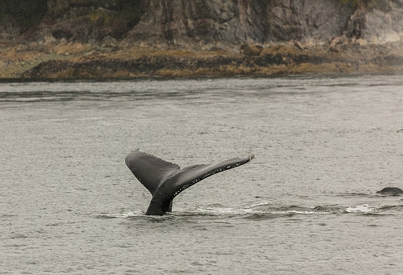 800px-Avistamiento_de_ballenas_jorabadas_(Megaptera_novaeangliae),_Juneau,_Alaska,_Estados_Unidos,_2017-08-17,_DD_17