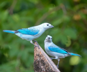 AVES-EN-COLOMBIA-2018-05-05-21.48.41-4
