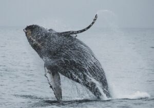 ballena2ok