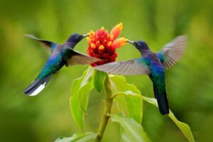 colibri-portada-shutterstock_1176281404