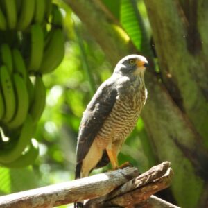 halcon