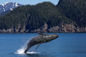 humpback-whale