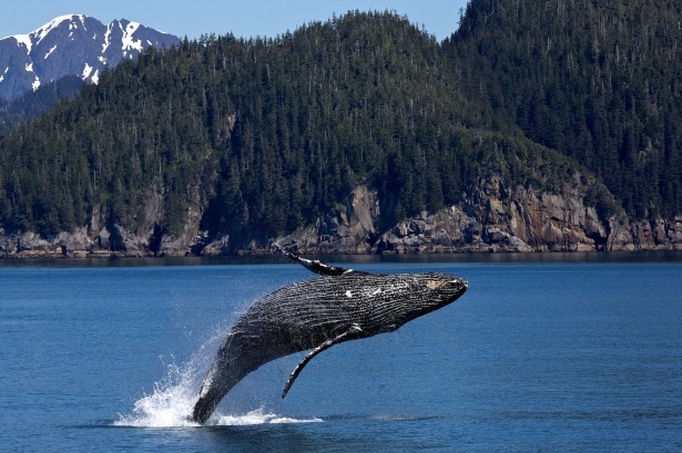 humpback-whale