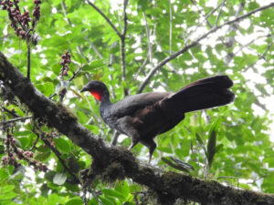 pava-caucana-1