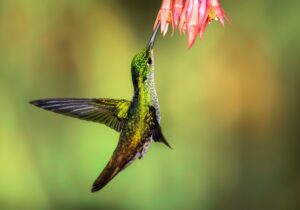 aves (6)